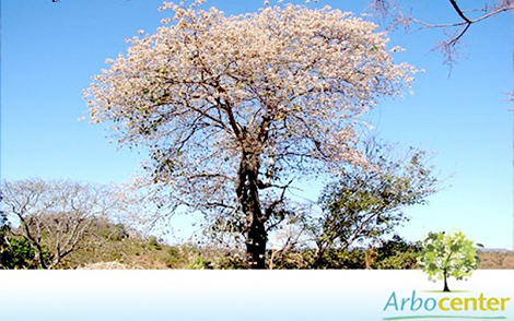 Sementes de Louro Branco  (Cordia glabrata)