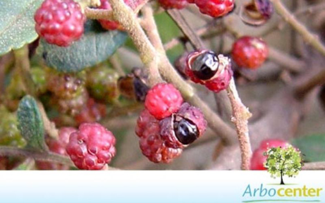 Sementes de Mamica de Cadela  (Zanthoxylum rhoifolium)