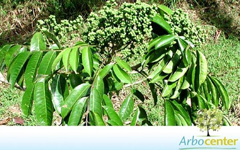 Sementes de Mamica de Porca  (Zanthoxylum riedelianum)