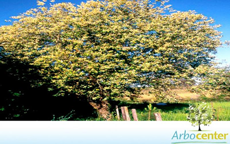 Sementes de Marmelo do Mato (Prunus sellowii Koehne)