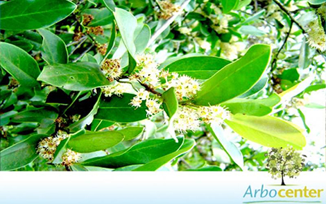 Sementes de Marmelo do Mato (Prunus sellowii Koehne)