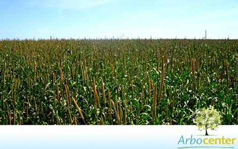 Milheto (Pennisetum glaucum)