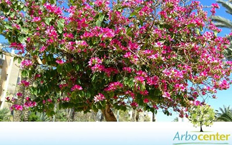 Sementes de MIX de Pata-de-Vaca-de-Flor-Roxa e Pata-de-Vaca-de-Flor-Branca  (Bauhinia purpurea L.;Bauhinia variegata var. candida Roxb.)