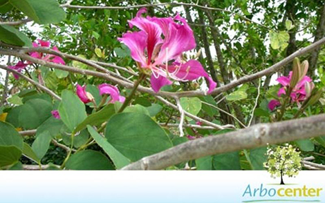 Sementes de MIX de Pata-de-Vaca-de-Flor-Roxa e Pata-de-Vaca-de-Flor-Branca  (Bauhinia purpurea L.;Bauhinia variegata var. candida Roxb.)