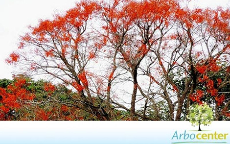 Sementes de Mulungu Eritrina  (Erythrina mulungu)