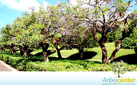 Sementes de Mulungu Suinã  (Erythrina crista-galli)