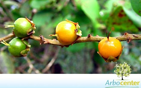 Sementes de Murici do Cerrado (Byrsonima coccolobifolia)