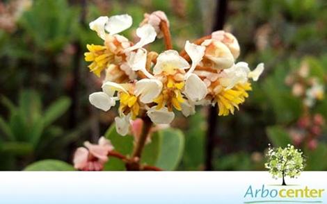 Sementes de Murici do Cerrado (Byrsonima coccolobifolia)