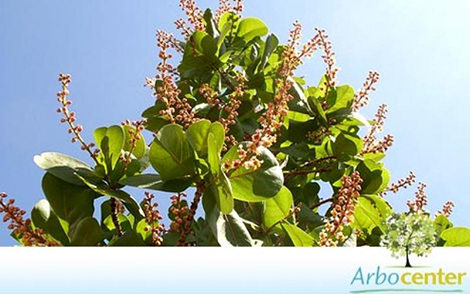 Sementes de Murici do Cerrado (Byrsonima coccolobifolia)