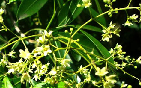 Sementes de Osso de Burro (Helietta apiculata)