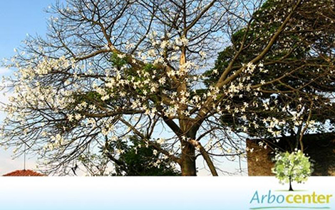 Sementes de Paineira Branca  (Chorisia glaziovii)