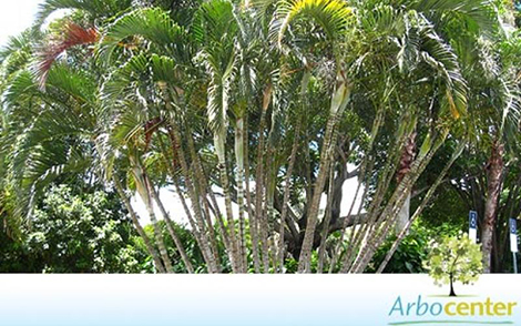 Sementes de Palmeira Areca Bambu (Dypsis lutescens)