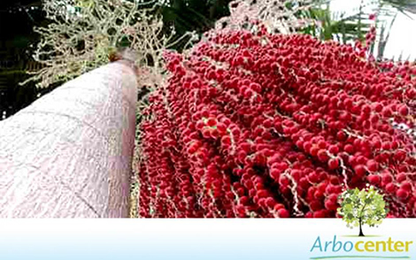 Sementes de Palmeira Real Australiana  (Archontophoenix alexandrae)