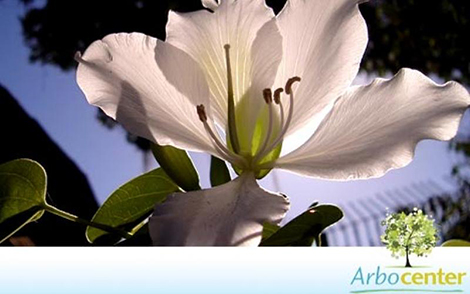 Sementes de Pata de Vaca de Flor Branca (Bauhinia variegata var. candida Roxb)