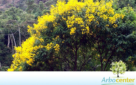 Sementes de Pau Cigarra (Senna multijuga)