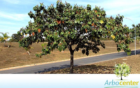 Sementes de  Pau de Balsa  (Ochroma pyramidale)