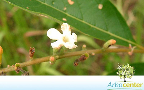 Sementes de Pau Viola (Citharexylum myrianthum)