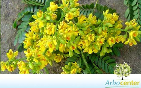 Sementes de Pau Ferro  (Caesalpinia ferrea var. leiostachya)