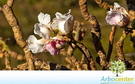 Sementes de Pau Santo (Kielmeyera coriacea)