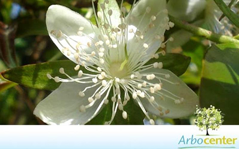 Sementes de Pitanga-Cerejeira  (Eugenia involucrata DC.)