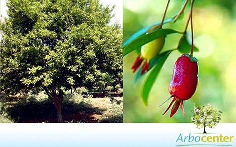 Sementes de Pitanga-Cerejeira  (Eugenia involucrata DC.)