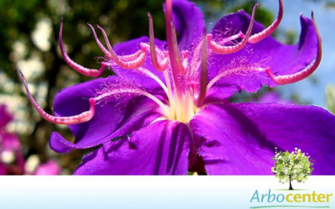 Sementes de Quaresmeira Roxa (Tibouchina granulosa)