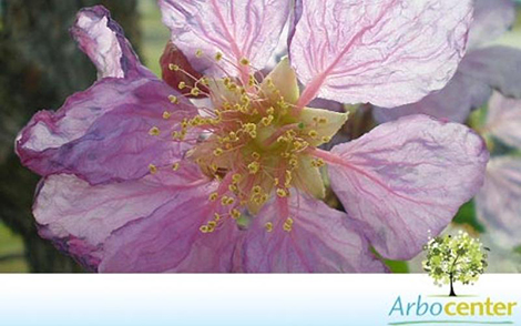 Sementes de Resedá Gigante (Lagerstroemia speciosa)