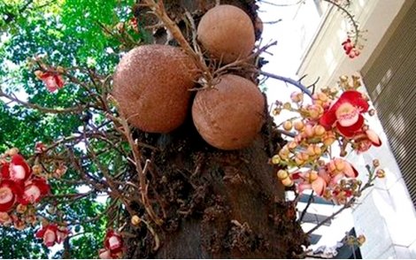 Frutos e flores do Abricó de Macaco