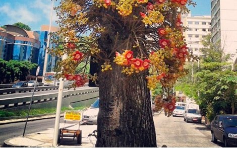 Arvore de Abricó de Macaco no paisagismo urbano