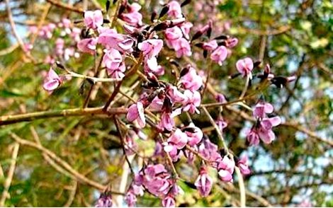 Arranjo floral do Angelim do cerrado