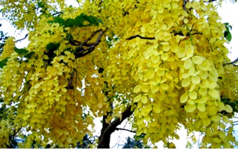 Flores de Cássia Imperial