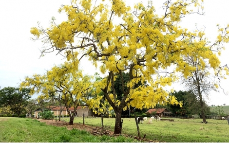 Paisagismo rural com Cássia Imperial