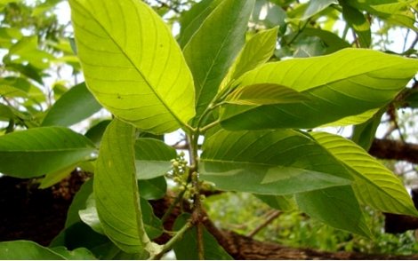 Flores de Cafezinho (Saguaraji Amarelo)