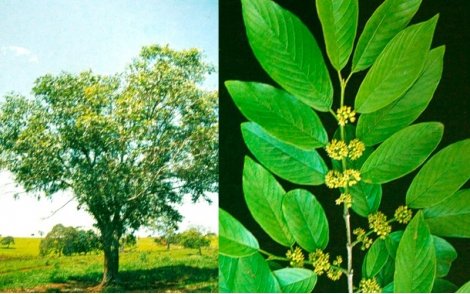 Arvore e folhas de Cafezinho (Saguaraji Amarelo)