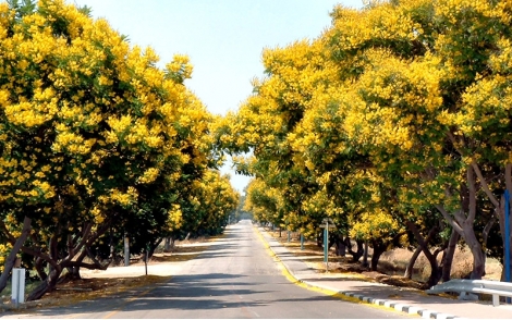 Árvores de Canafístula utilizada no paisagismo de rodovias.