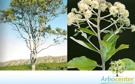 Sementes de Candeia Verdadeira (Eremanthus erythropappus (DC.) MacLeish)