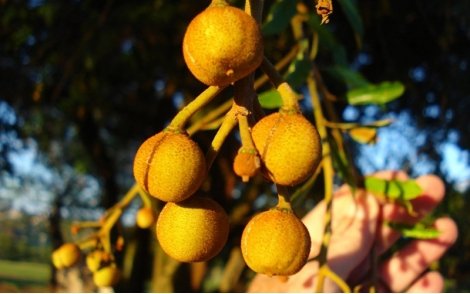 Frutos do Canudo de Pito.