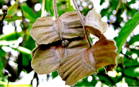 Frutos de Capitão do Campo