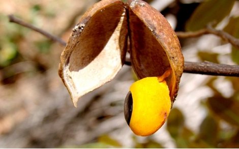 Fruto maduro da Copaíba