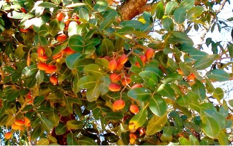 Frutos da copaíba