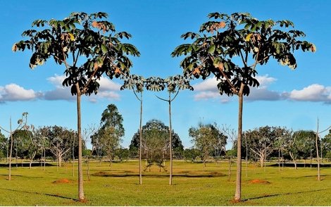 Árvores de Embauba Prateada no paisagismo.