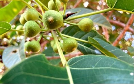 Frutos de Figueira Branca em formação