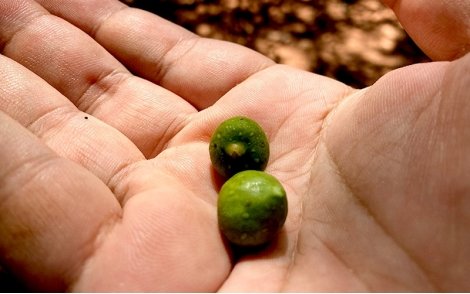 Frutos maduros de Figueira Branca