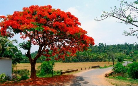 Paisagem com arvore de Flamboyant vermelho