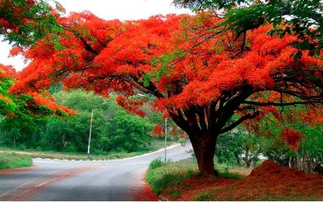 Florada do Flamboyant vermelho