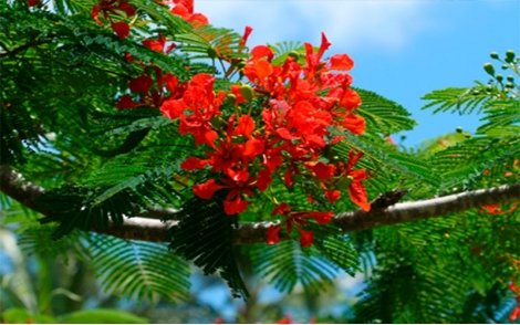 Arranjo floral do flamboyant vermelho