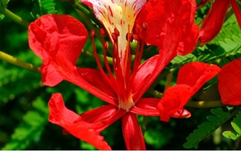 Flor de Flamboyan vermelho