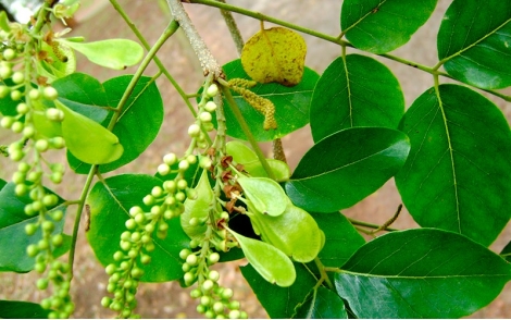 Folhas de Garapa