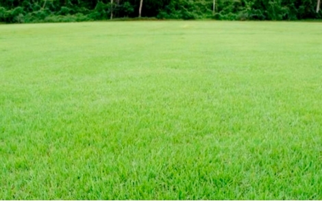 Gramado para proteção de invasoras elaborado com grama batatais