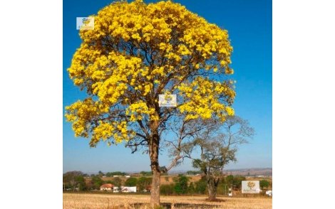 Árvore de Ipê Amarelo flor de algodão